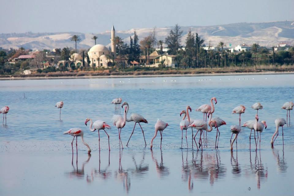 The White House Villa Larnaca Dış mekan fotoğraf